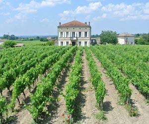 vinexpert1